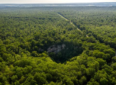 Forest Destination forest regeneration program_20220530